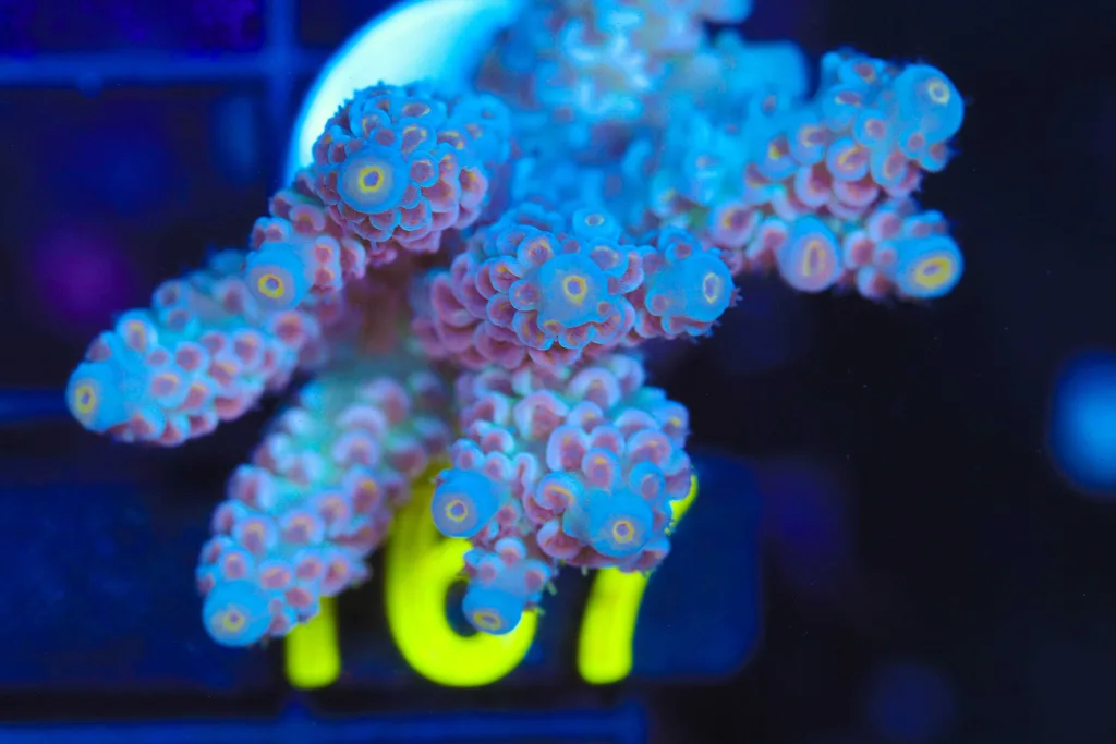 Frag Box Corals