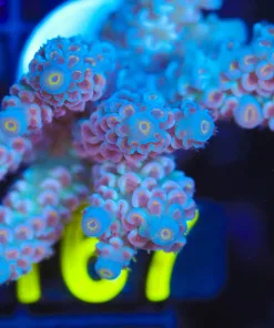 Wysiwyg XL Acropora Tenuis Frag [F167]