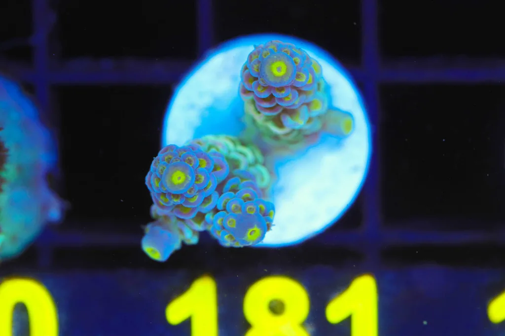 Frag Box Corals