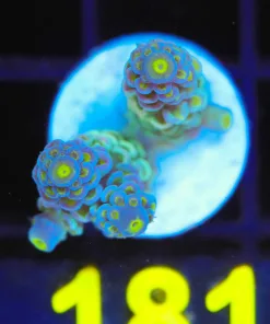 Wysiwyg  Yellow Highlight Acropora Tenuis Frag  [F181]