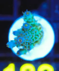 Wysiwyg Subzero Acropora Frag [F182] *March's top acro pick from this shipment*