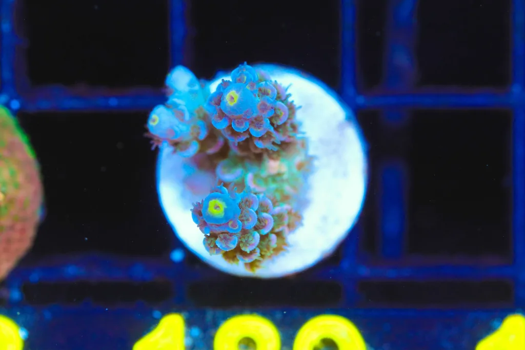 Frag Box Corals