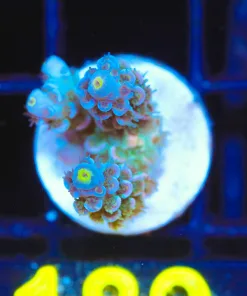 Wysiwyg Two Tone Tenuis Acropora Frag  [F189]