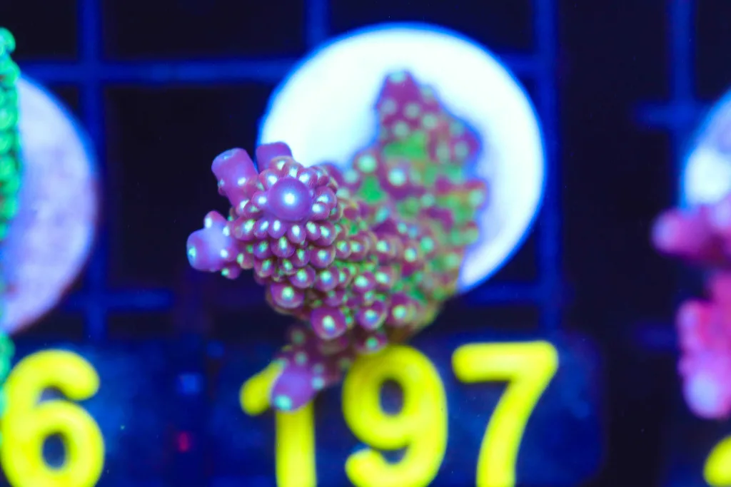 Frag Box Corals