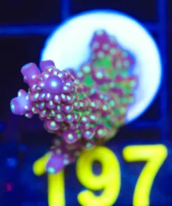 Grapevine Acropora Frag (A5:B)