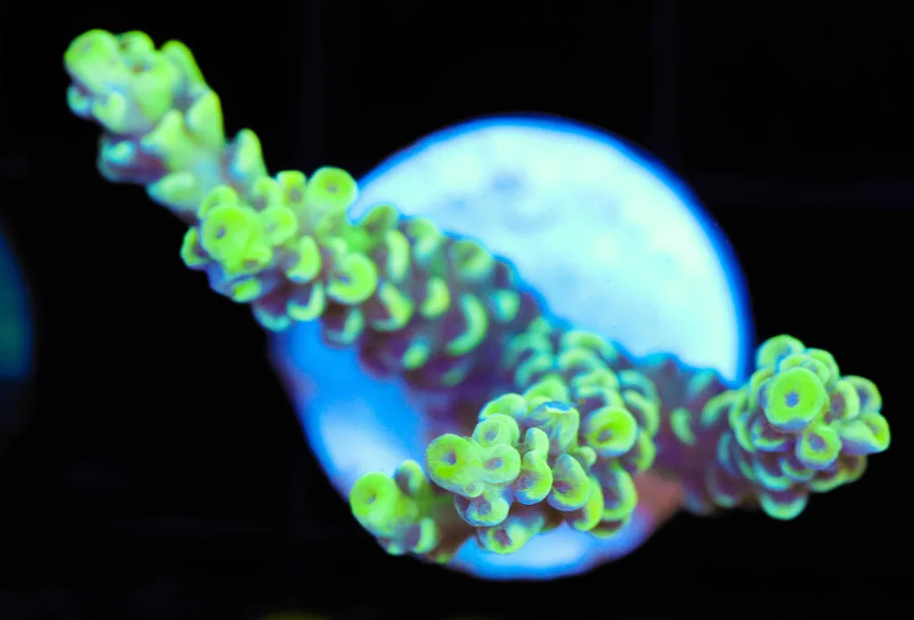 Frag Box Corals