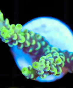 Wysiwyg  XMen Acropora Frag [F203]