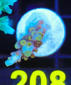 Wysiwyg  Acropora Frag [F208]