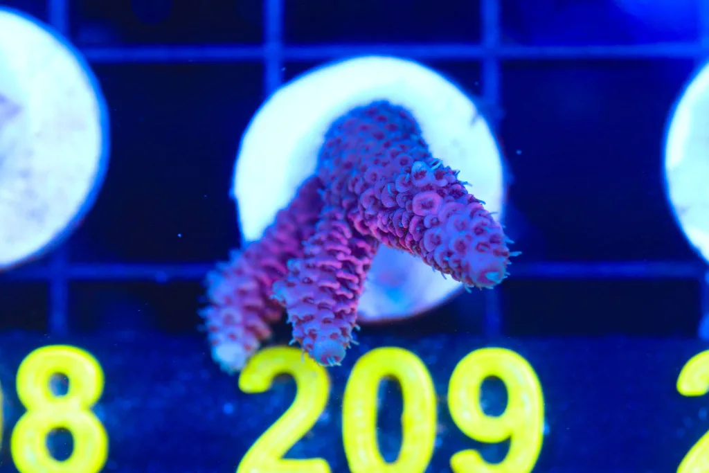 Frag Box Corals
