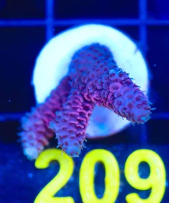Wysiwyg Acropora Frag [F209]