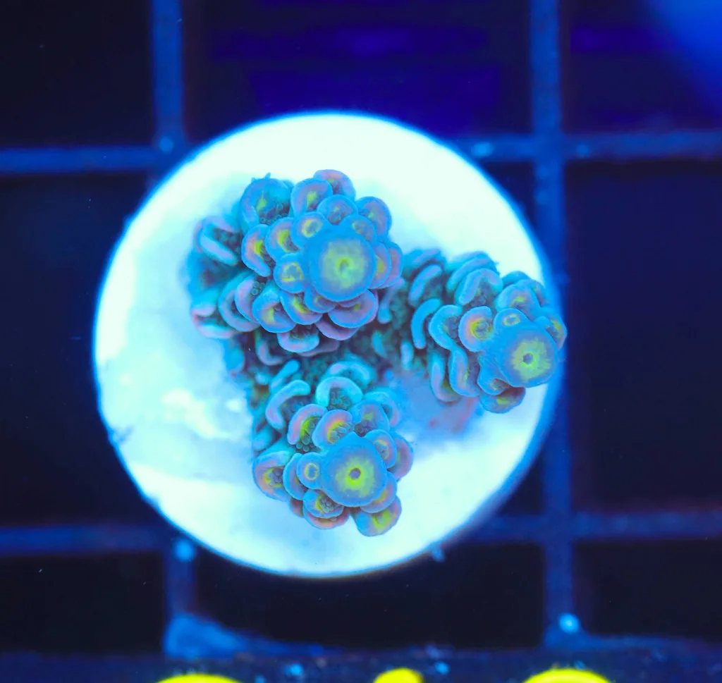 Frag Box Corals