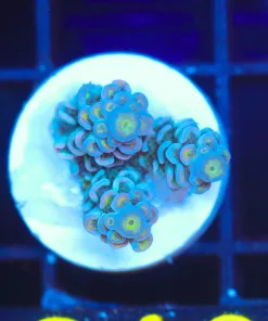 Wysiwyg Acropora Frag  [F210]