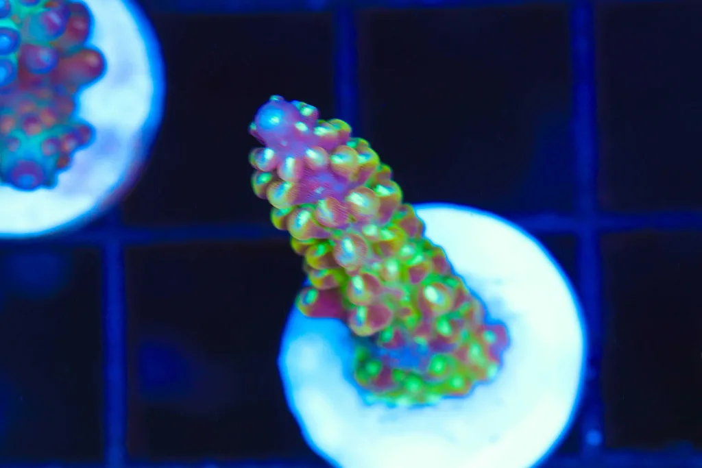Frag Box Corals