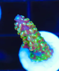 Wysiwyg Acropora Frag  [F220]