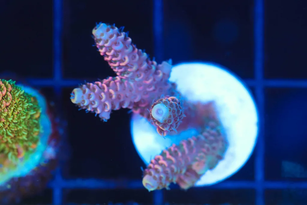 Frag Box Corals
