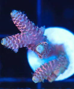 Wysiwyg Acropora Frag [F222]