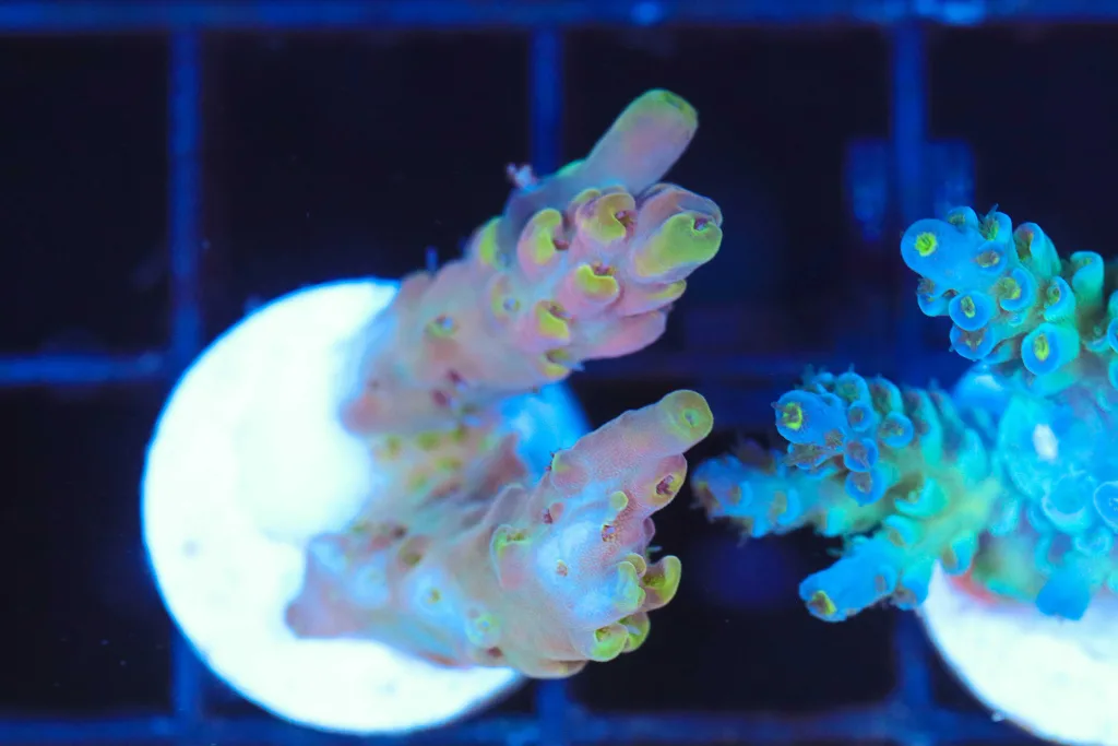 Frag Box Corals