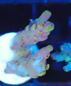 Wysiwyg  Acropora  Frag [F224]