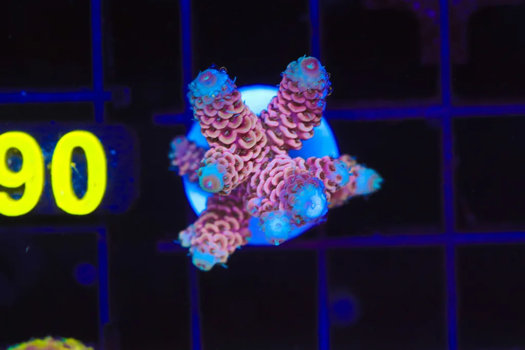 Frag Box Corals