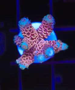 Wysiwyg Lightning Acropora Frag [F226]