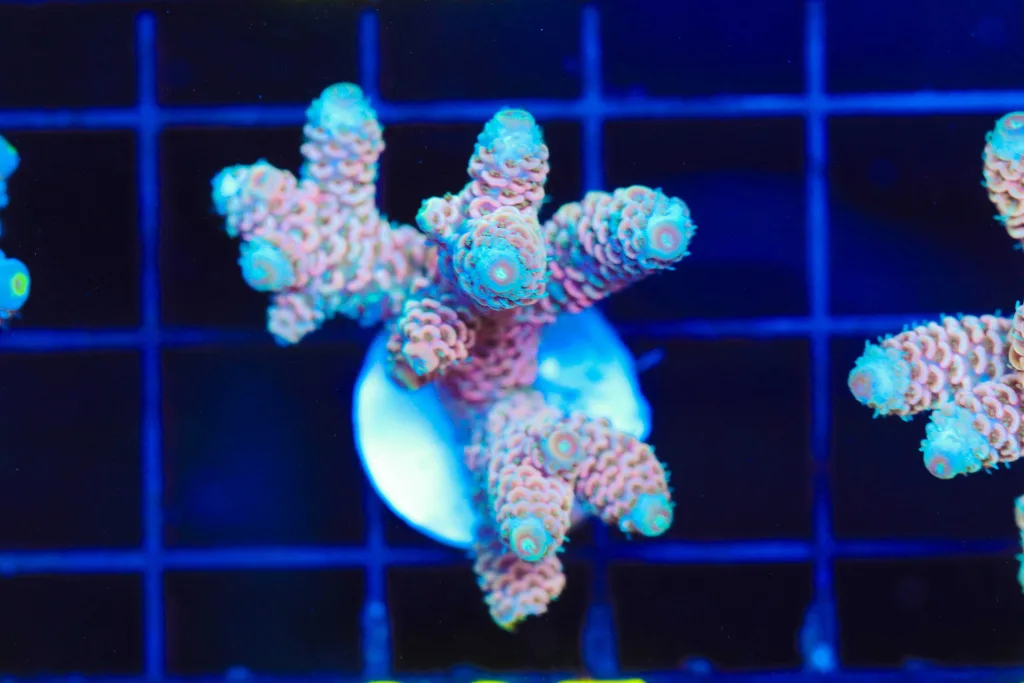 Frag Box Corals