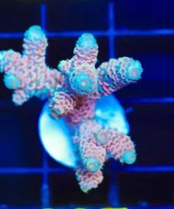 Wysiwyg Huge Millepora Acropora Frag [F237]