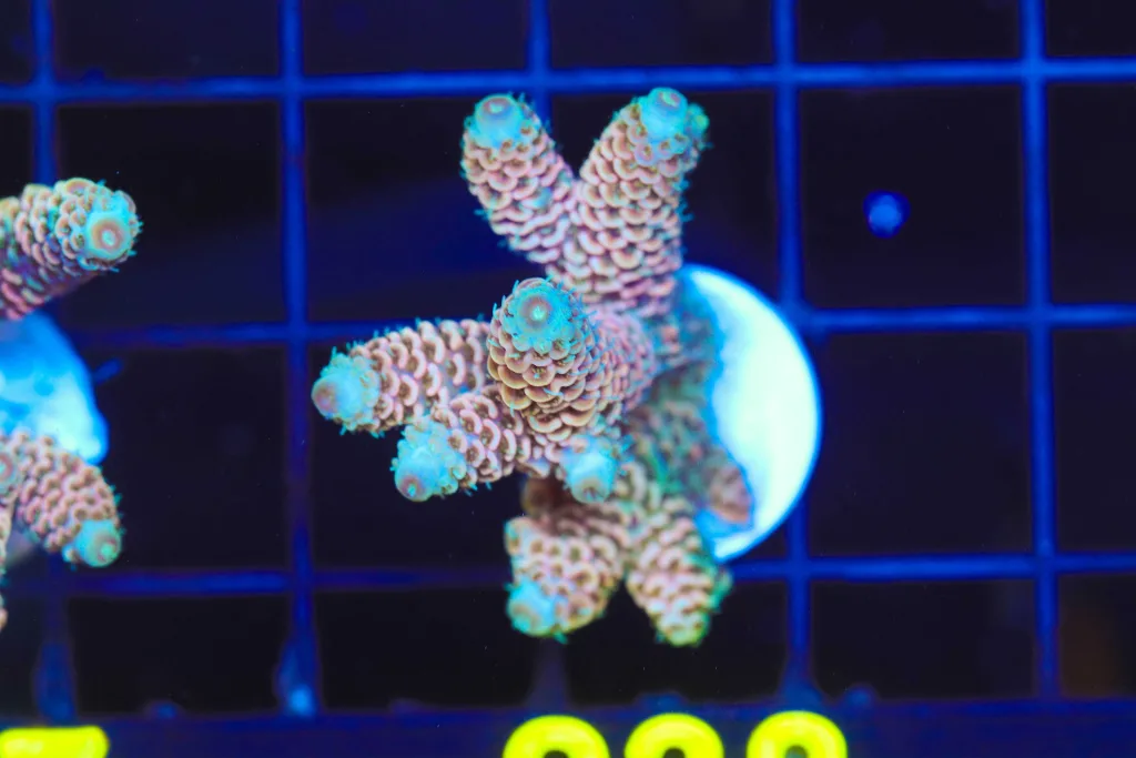 Frag Box Corals