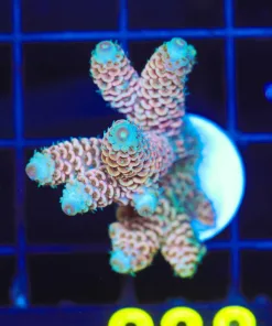 Wysiwyg Large Acropora Frag [F238]