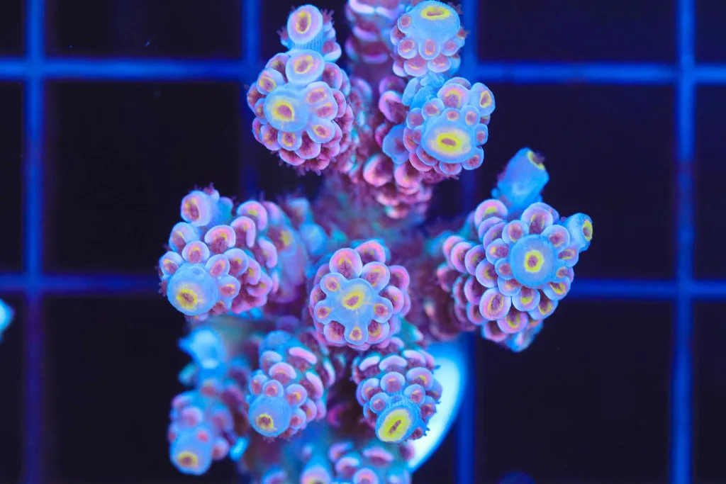 Frag Box Corals