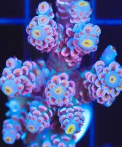 Wysiwyg Large Acropora Tenuis Frag [F242]