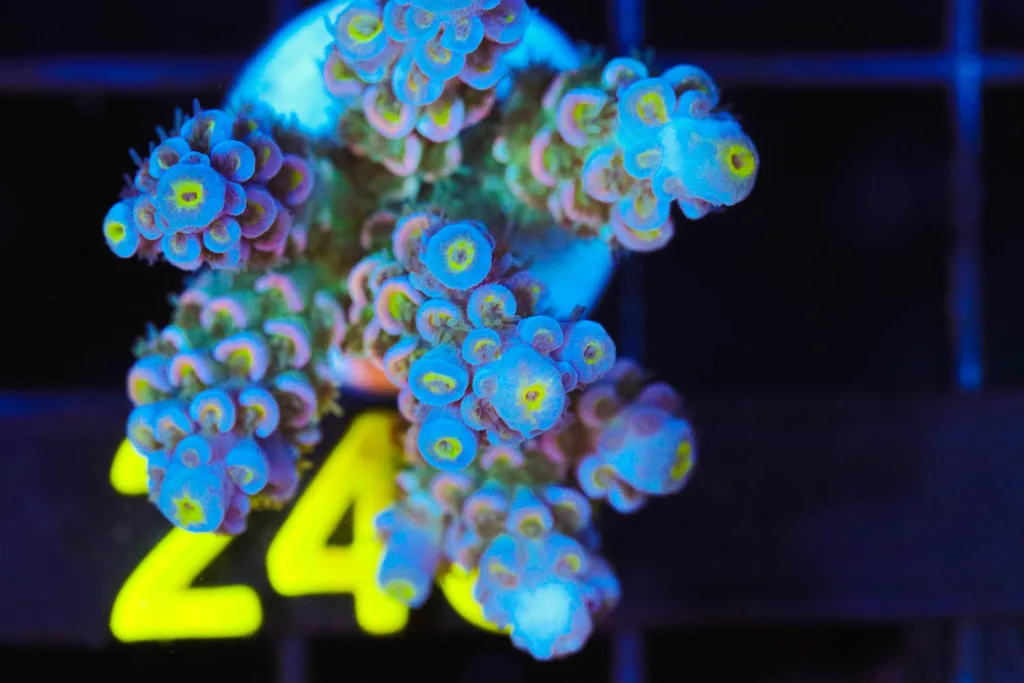 Frag Box Corals