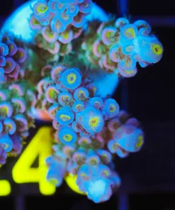 Wysiwyg Large Acropora Tenuis Frag   [F248]