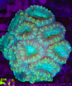 *Rare coral collector alert* Wysiwyg Favia Veroni Colony (C150) * extremely rare - never before seen species*