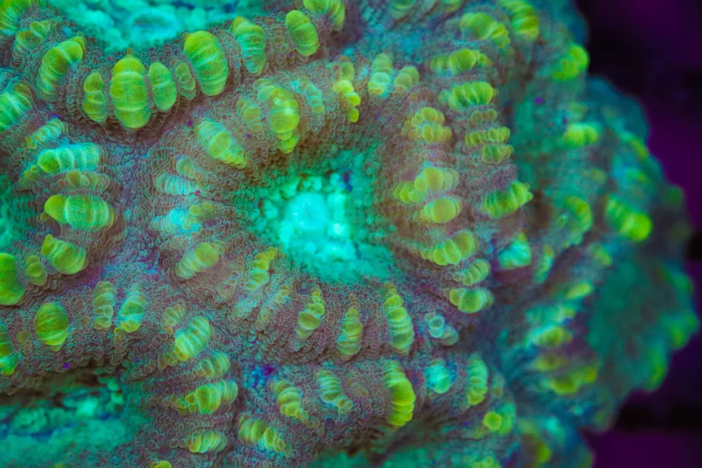 Frag Box Corals