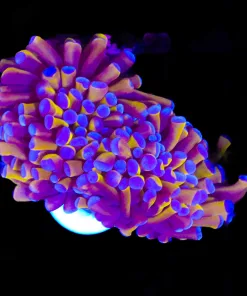 Golden Torch Coral (C8) **