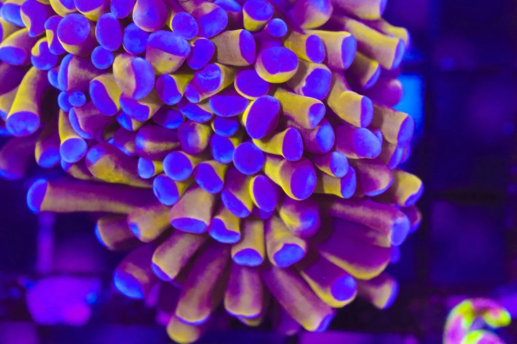 Frag Box Corals