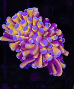 Golden Torch Coral