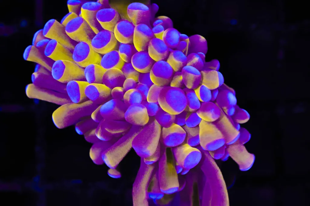 Frag Box Corals