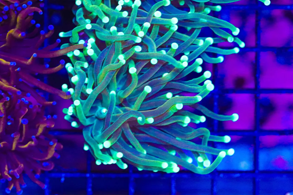 Frag Box Corals