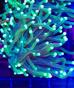 Avocado Torch Coral