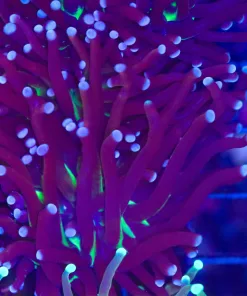 Grape Torch Coral