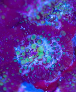 Loose Purple Anthrax Mushroom (May be completely loose or attached to small amount of rubble)