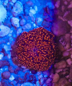 Wysiwyg Small Loose Orange Interstellar Mushroom (May be completely loose or attached to small amount of rubble)