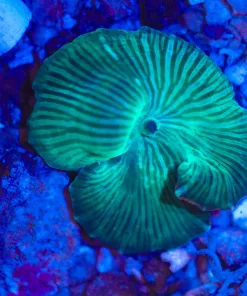 Wysiwyg Loose Green Convict Mushroom (May be completely loose or attached to small amount of rubble)