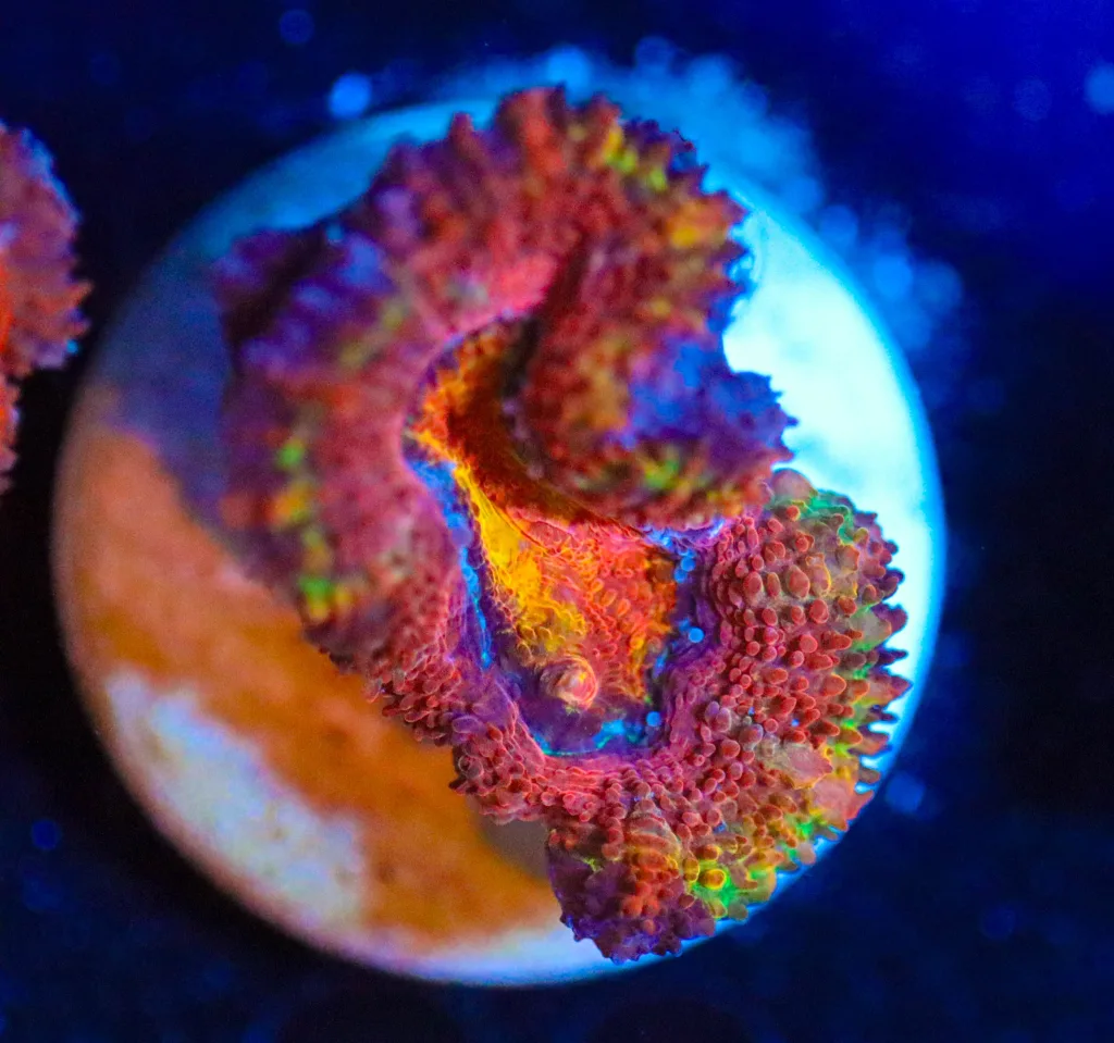 Frag Box Corals