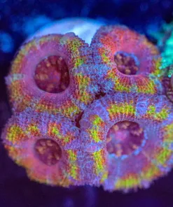 Wysiwyg Acan Frag [F5]