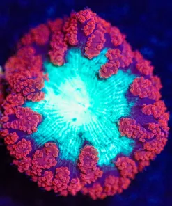 Wysiwyg Blastomussa Frag [F14]