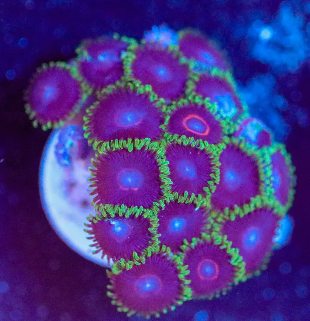 Frag Box Corals