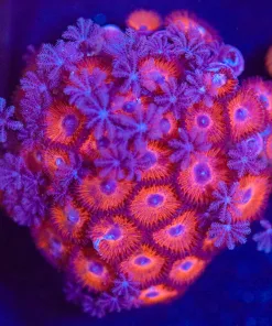 Wysiwyg Zoa Frag [F22]