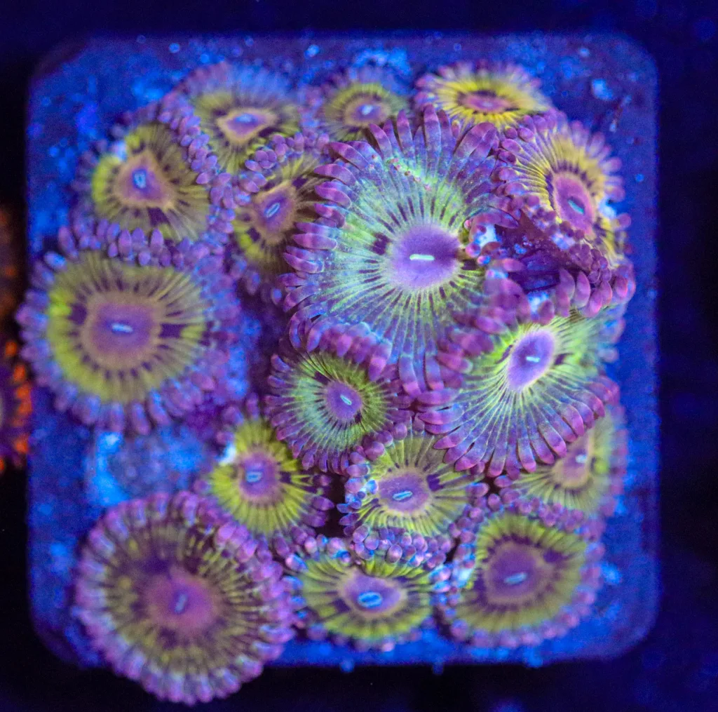 Frag Box Corals